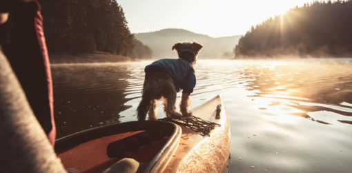 A dog riding a kayak
