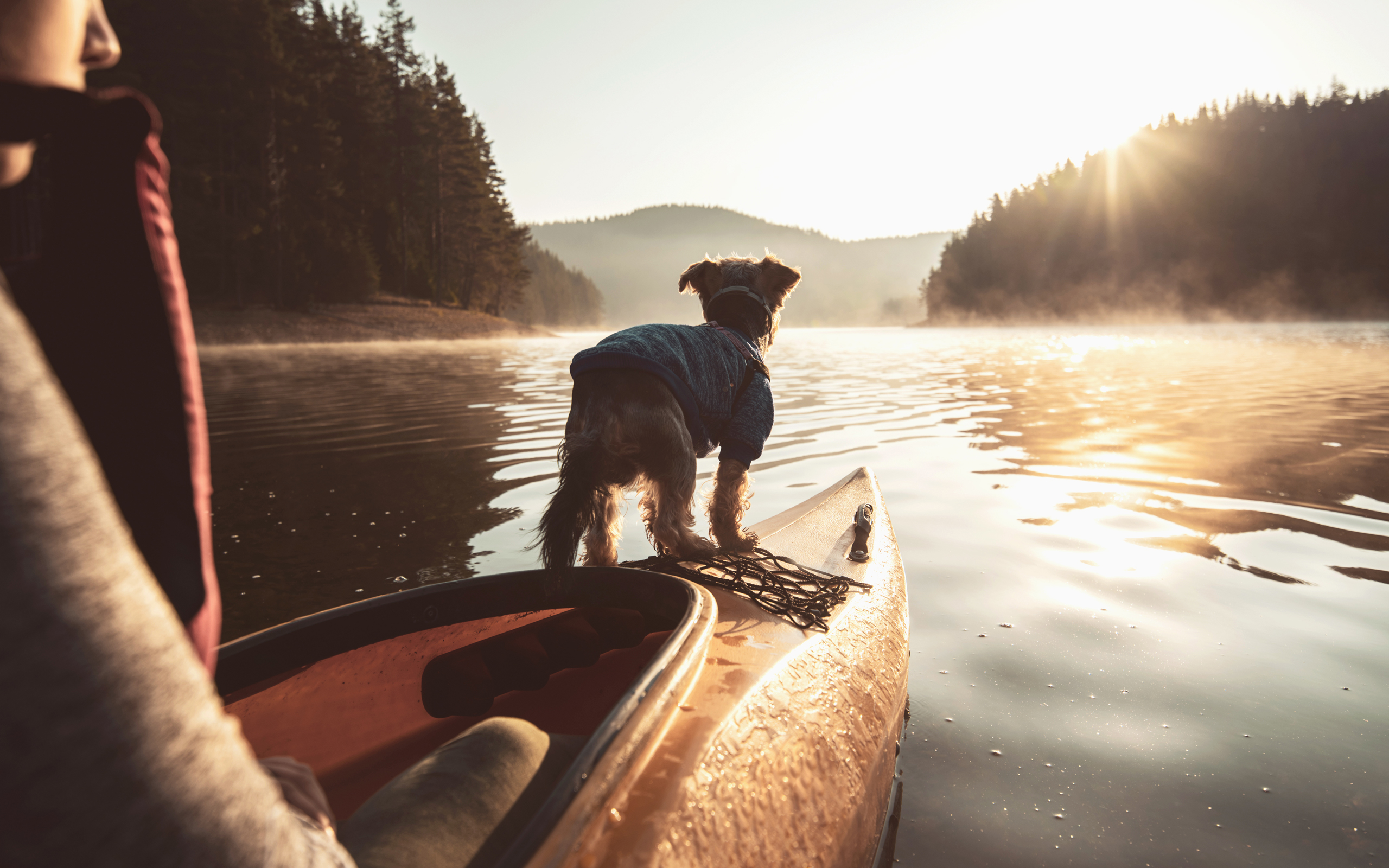A dog riding a kayak