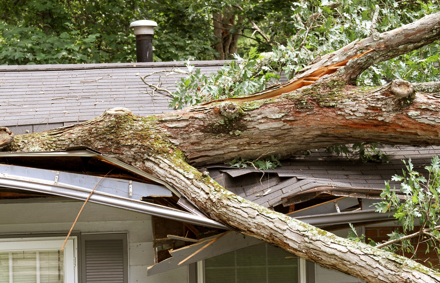 A tree that has fallen onto a house roof, causing significant damage.